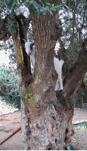 Quinta Do Benjamim - Tejo 